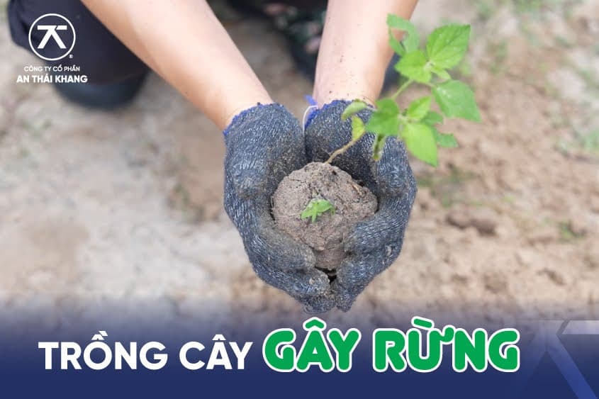 Hoạt Động Xanh - Cùng An Thái Khang Trồng Hơn 100 Cây Sao Đen Gây Rừng