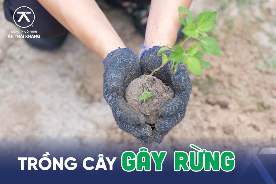 Cây Sao Đen non tượng trưng cho cam kết phát triển bền vững của An Thái Khang